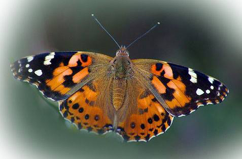 The Butterfly Place.